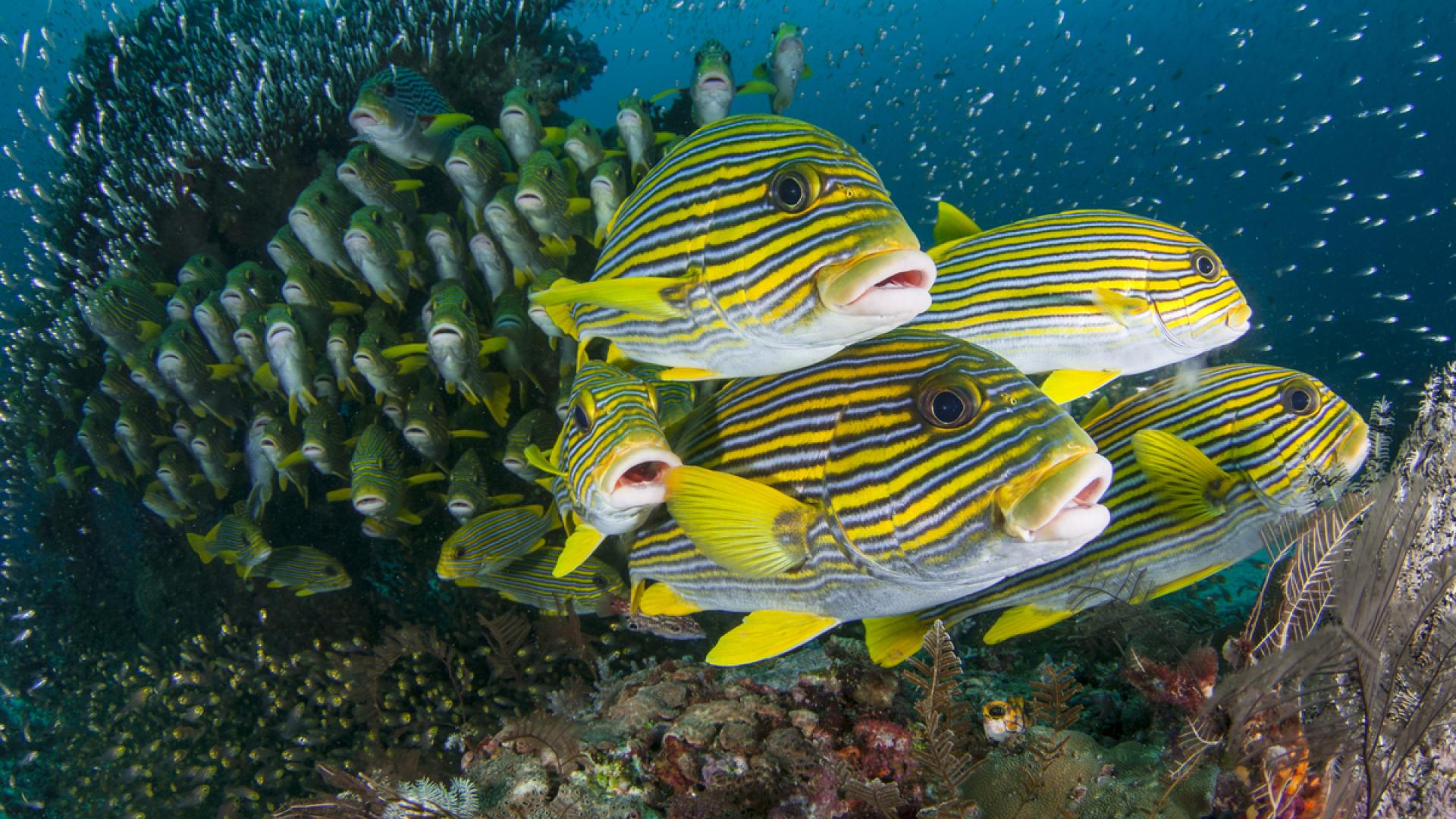 Marine Biology | Bangor University